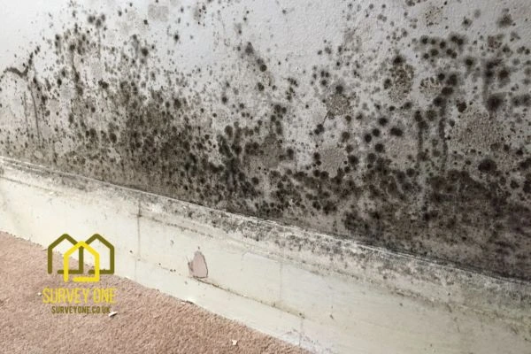 What’s the First Step to Take When You Notice Damp on a Party Wall Epping?